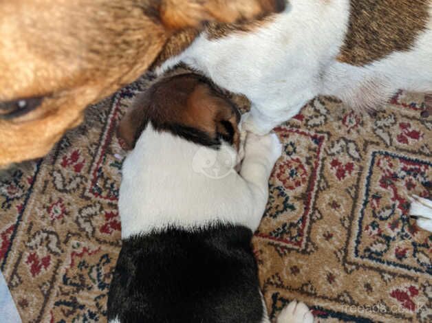 Jack Russell Terrier puppies for sale in Stourbridge, West Midlands – 1 year old - Image 5 of 5
