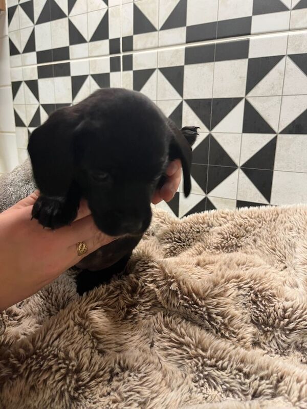 Jack Russell Terrier puppies for sale in Southampton, Hampshire – 7 weeks old