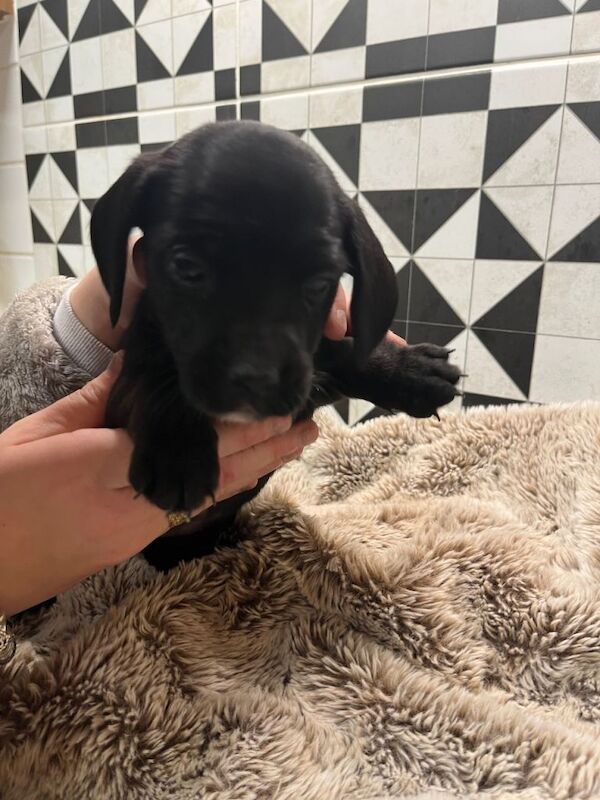 Jack Russell Terrier puppies for sale in Southampton, Hampshire – 7 weeks old - Image 2 of 5