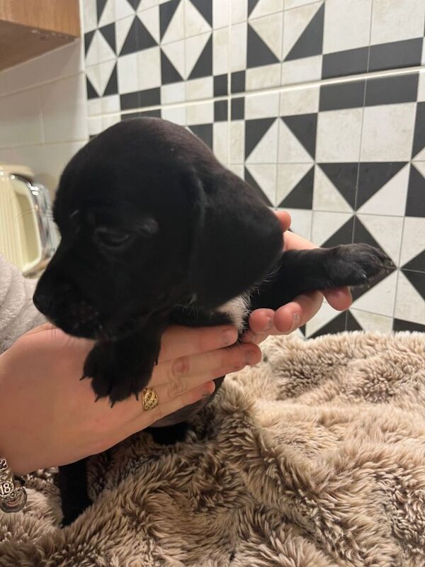 Jack Russell Terrier puppies for sale in Southampton, Hampshire – 7 weeks old - Image 3 of 5