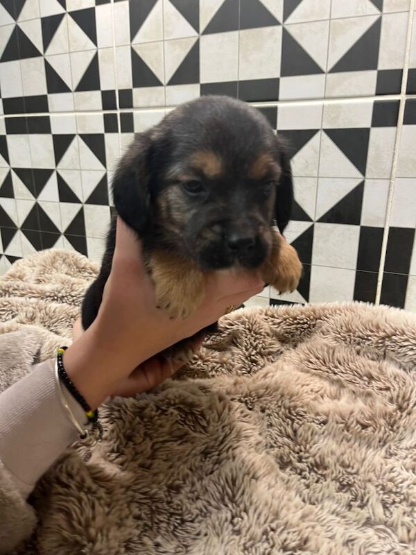 Jack Russell Terrier puppies for sale in Southampton, Hampshire – 7 weeks old - Image 4 of 5