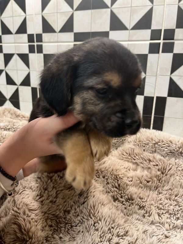 Jack Russell Terrier puppies for sale in Southampton, Hampshire – 7 weeks old - Image 5 of 5