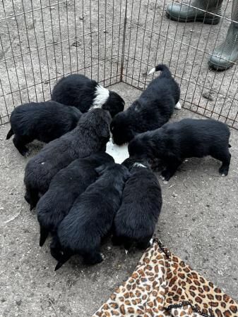 Jack Russell puppies for sale in Farcet, Cambridgeshire – 1 year old - Image 1 of 5