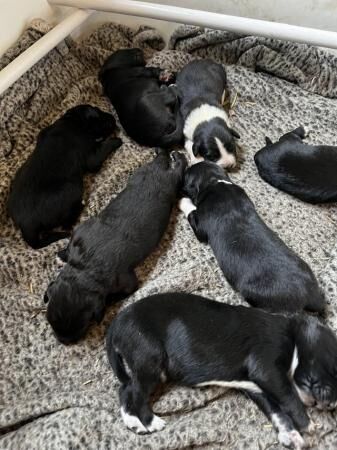 Collie x Cocker spaniel x Jack Russell for sale in Farcet, Cambridgeshire - Image 2