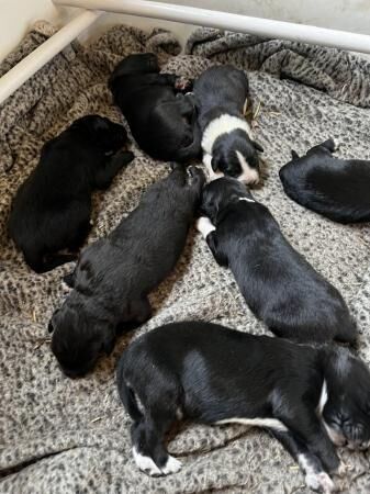 Jack Russell puppies for sale in Farcet, Cambridgeshire – 1 year old - Image 2 of 5