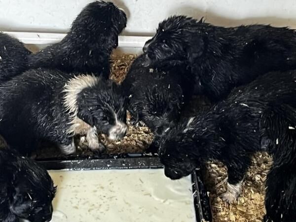 Jack Russell puppies for sale in Farcet, Cambridgeshire – 1 year old - Image 3 of 5
