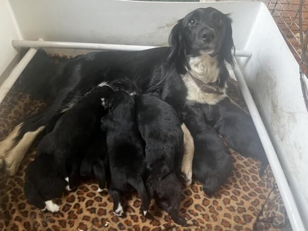 Collie x Cocker spaniel x Jack Russell for sale in Farcet, Cambridgeshire - Image 4