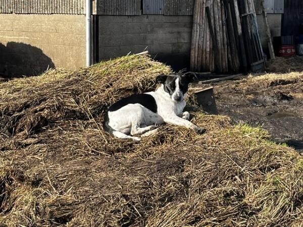 Jack Russell puppies for sale in Farcet, Cambridgeshire – 1 year old - Image 5 of 5