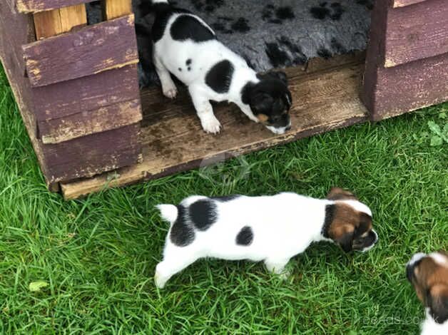Jack Russell Terrier puppies for sale in Taunton, Somerset – 1 year old - Image 1 of 5