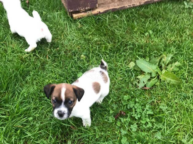 Jack Russell Terrier puppies for sale in Taunton, Somerset – 1 year old - Image 3 of 5