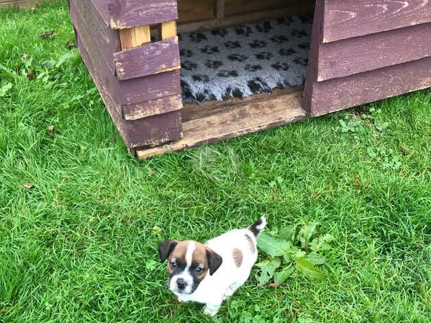 Jack Russell Terrier puppies for sale in Taunton, Somerset – 1 year old - Image 4 of 5