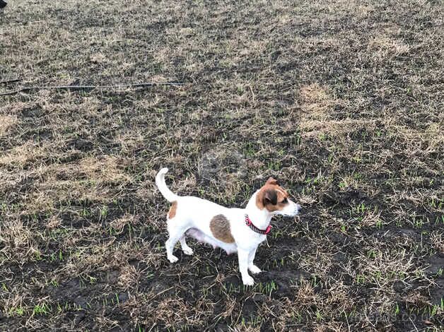 Jack Russell Terrier puppies for sale in Taunton, Somerset – 1 year old - Image 5 of 5