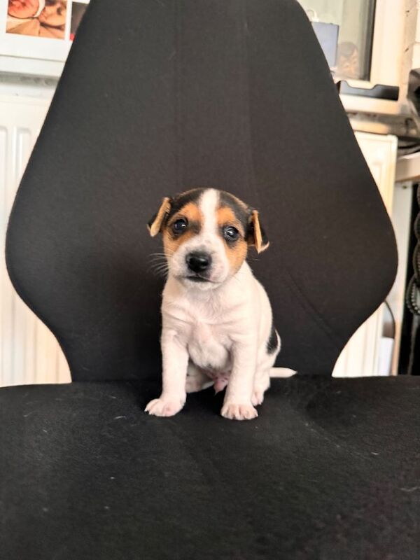 Jack Russell Terrier puppies for sale in Hereford, Herefordshire β 7 weeks old