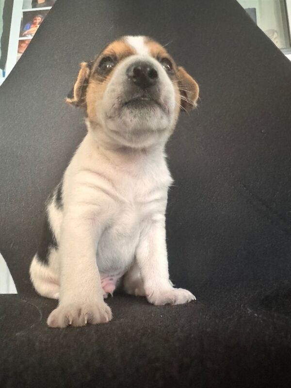 Jack Russell Terrier puppies for sale in Hereford, Herefordshire – 7 weeks old - Image 2 of 5