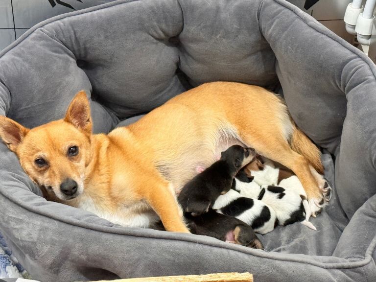Jack Russell Terrier puppies for sale in Hereford, Herefordshire – 7 weeks old - Image 3 of 5