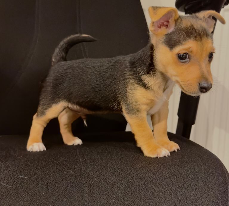 Jack Russell Terrier puppies for sale in Hereford, Herefordshire – 7 weeks old - Image 4 of 5