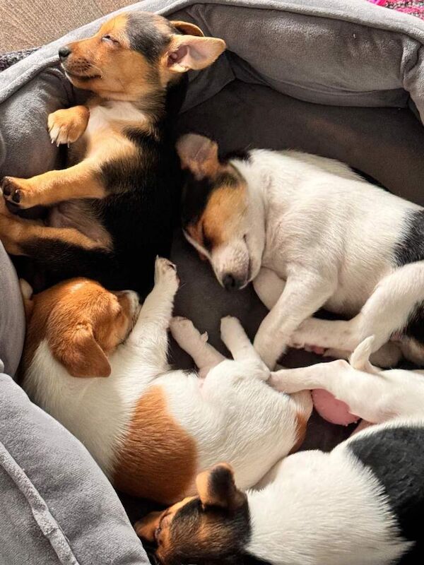Jack Russell Terrier puppies for sale in Hereford, Herefordshire – 7 weeks old - Image 5 of 5