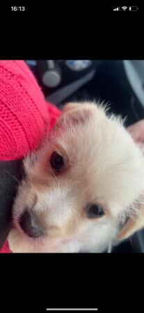 Cute Jacktese girl puppy for sale in Keighley, West Yorkshire - Image 3