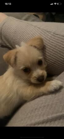 Cute Jacktese girl puppy for sale in Keighley, West Yorkshire - Image 4