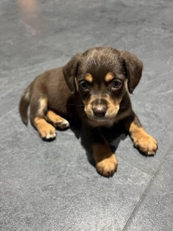 Dachshund cross Jack Russel for sale in Haverfordwest/Hwlffordd, Pembrokeshire - Image 2