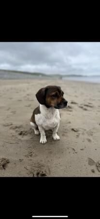 Dachshund cross Jack Russel for sale in Haverfordwest/Hwlffordd, Pembrokeshire - Image 3