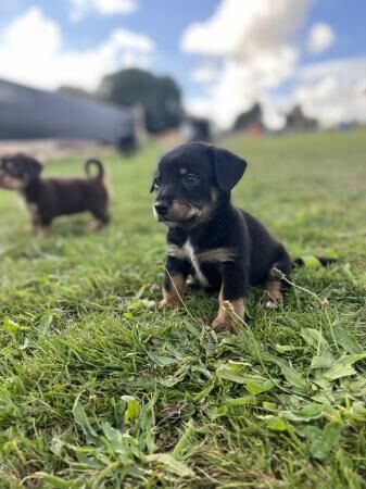 Dachshund cross Jack Russel for sale in Haverfordwest/Hwlffordd, Pembrokeshire - Image 4