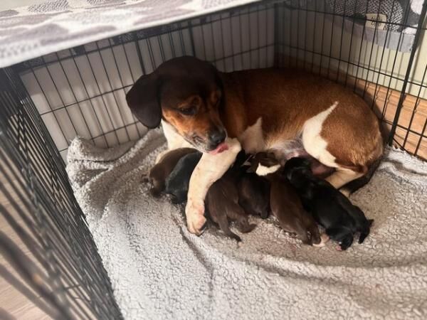 Dachshund cross Jack Russel for sale in Haverfordwest/Hwlffordd, Pembrokeshire - Image 5
