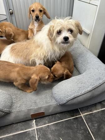 Dachshund cross puppies for sale in Lockerbie, Dumfries and Galloway