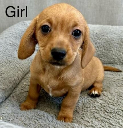 Dachshund cross puppies for sale in Lockerbie, Dumfries and Galloway - Image 2