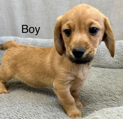 Dachshund cross puppies for sale in Lockerbie, Dumfries and Galloway - Image 3
