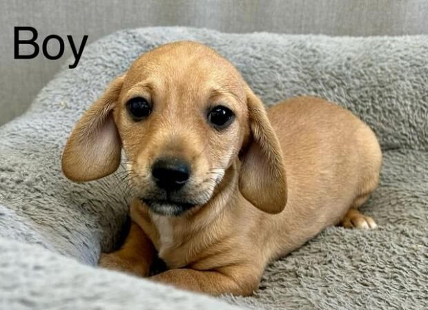 Dachshund cross puppies for sale in Lockerbie, Dumfries and Galloway - Image 5