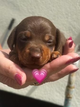 Dachshund x jack Russell puppies for sale in Kent Street, Kent