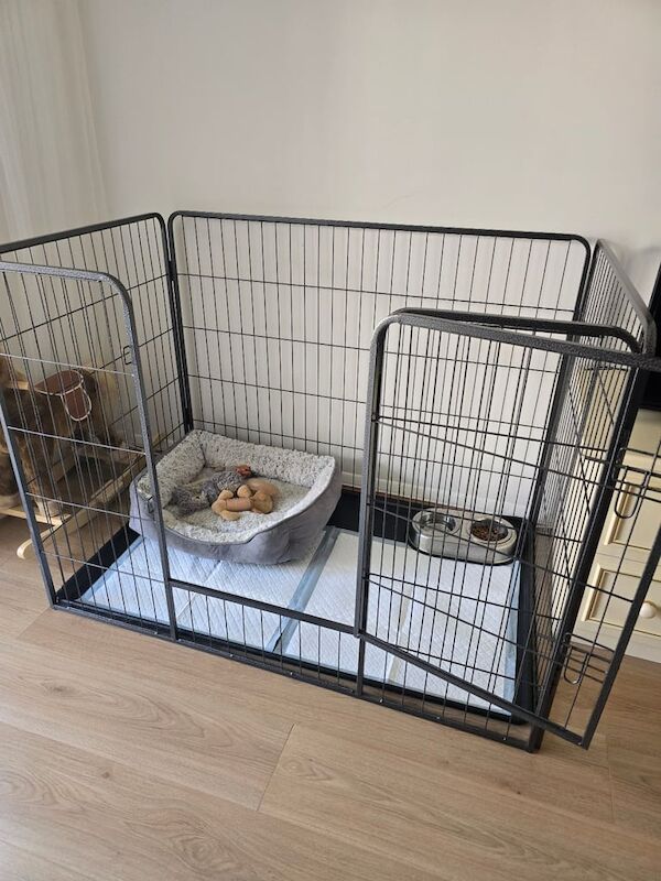 Jack Russell Terrier puppies for sale in South East London, London – 1 year old - Image 2 of 2