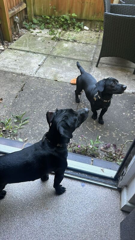 Dog for sale in Digbeth, West Midlands
