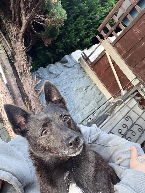 dog male for sale in Stalybridge, Greater Manchester