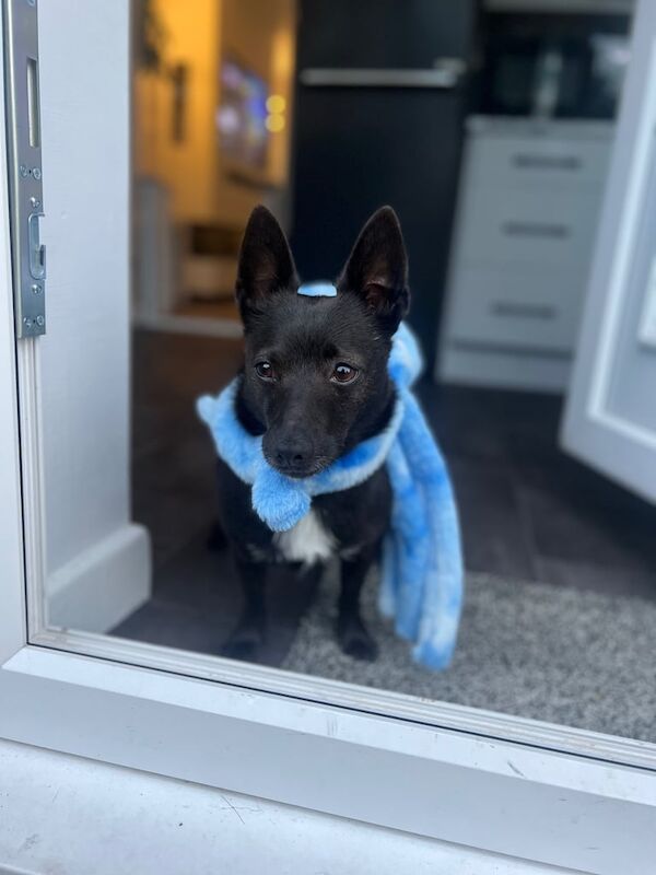 dog male for sale in Stalybridge, Greater Manchester - Image 2