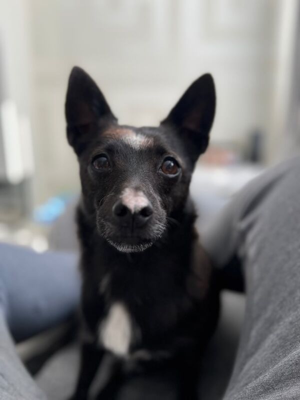 dog male for sale in Stalybridge, Greater Manchester - Image 3