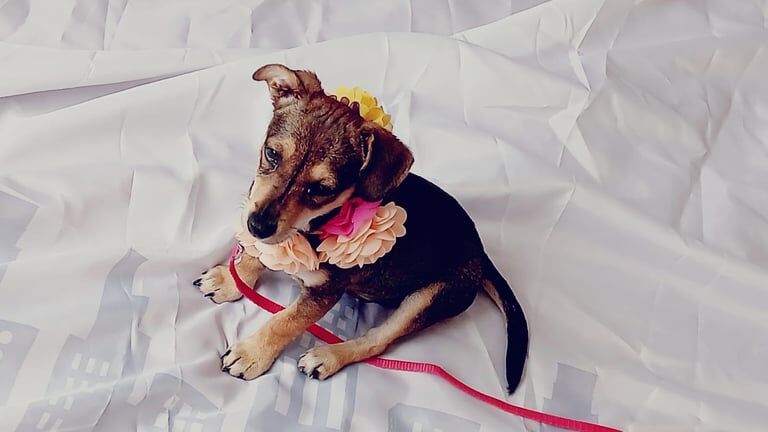 Jack Russell Terrier puppies for sale in Barking, Greater London – 3 months old