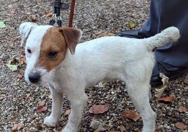 Jack Russell Terrier puppies for sale in Barnsley, South Yorkshire – 1 year old - Image 1 of 3