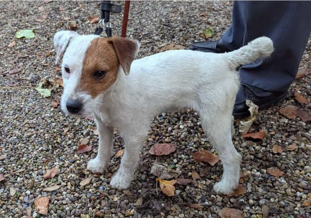Jack Russell Terrier puppies for sale in Barnsley, South Yorkshire – 1 year old - Image 2 of 3