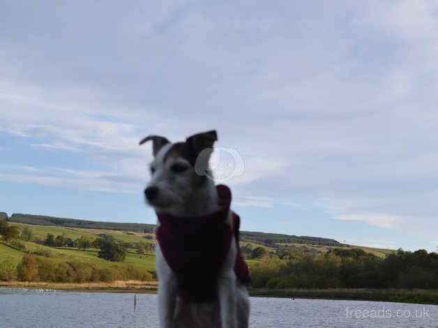 Jack Russell puppies for sale in Glasgow, Glasgow City – 8 years old - Image 1 of 5