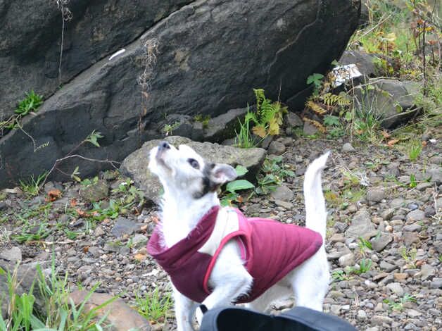 Jack Russell puppies for sale in Glasgow, Glasgow City – 8 years old - Image 2 of 5