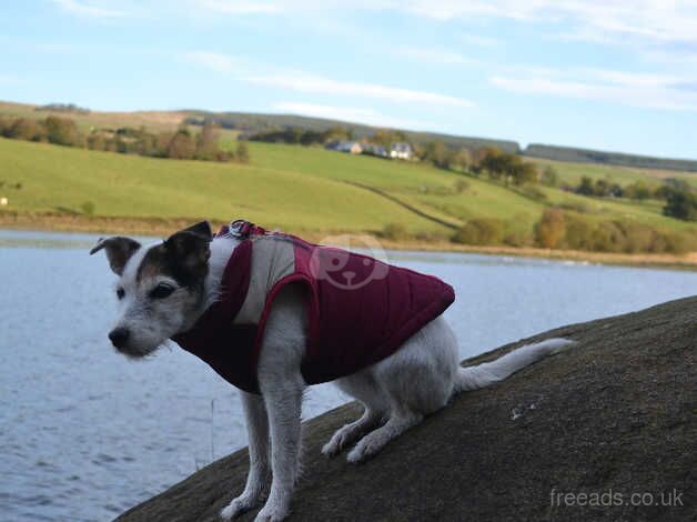 Jack Russell puppies for sale in Glasgow, Glasgow City – 8 years old - Image 3 of 5