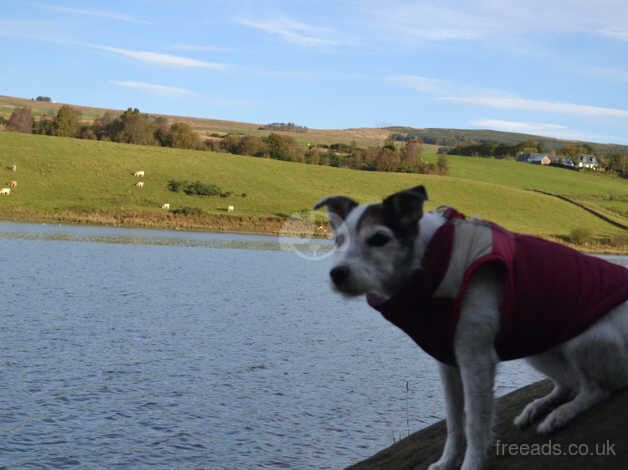 Jack Russell puppies for sale in Glasgow, Glasgow City – 8 years old - Image 5 of 5