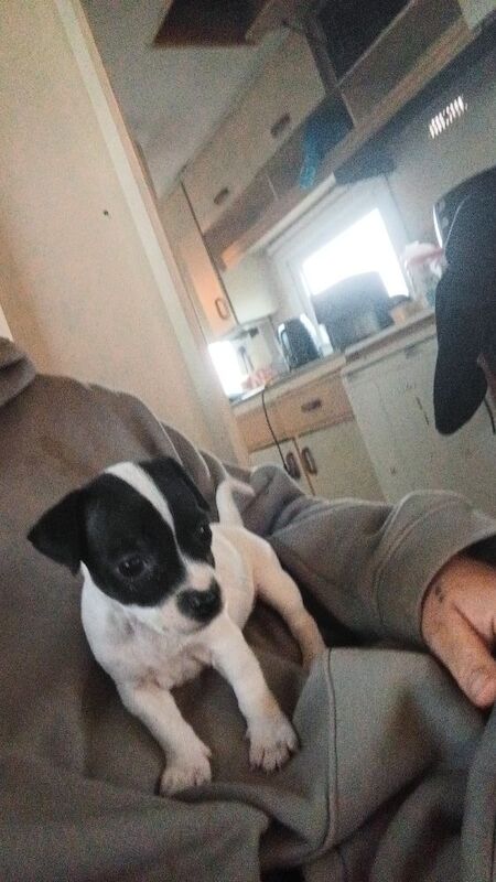 Female puppy