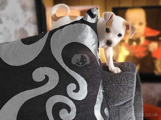 Jack Russell Terrier puppies for sale in Coleraine, Coleraine – 1 year old - Image 1 of 5