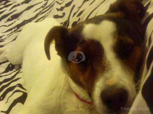 Jack Russell Terrier puppies for sale in Coleraine, Coleraine – 1 year old - Image 2 of 5