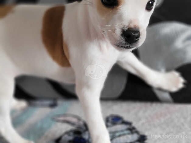Jack Russell Terrier puppies for sale in Coleraine, Coleraine – 1 year old - Image 3 of 5