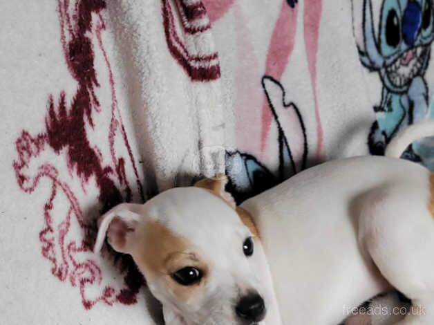 Jack Russell Terrier puppies for sale in Coleraine, Coleraine – 1 year old - Image 4 of 5