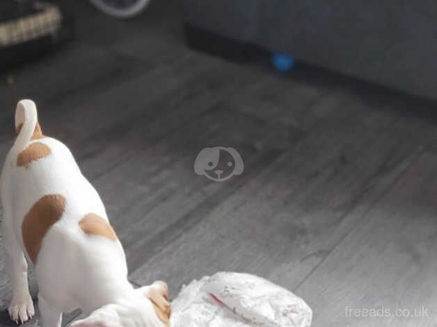 Jack Russell Terrier puppies for sale in Coleraine, Coleraine – 1 year old - Image 5 of 5